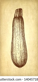 Zucchini. Ink sketch on old paper background. Hand drawn vector illustration. Retro style. 