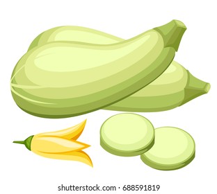 Zucchini isolated on background. Squash whole. Fresh vegetable marrow isolated. Oblong, green squash. Vegetable marrow courgette or zucchini. Harvest courgette organic ingredient