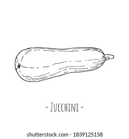 Zucchini. Aislado en blanco. Ilustración vectorial. Estilo dibujado a mano.