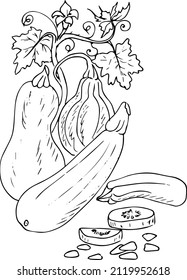 Zucchini with leaves .Doodles ,vector,black and white illustration,coloring book for adults and children.