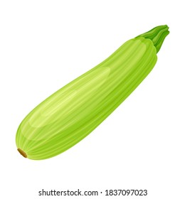 Zucchini or Marrow Ripe Vegetable as Organic Food Vector Illustration