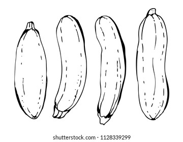 Zucchini and marrow vegetables vector illustration isolated on white background