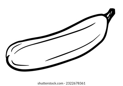 Zucchini. Monochrome Fresh organic vegetable for farm market, product pakage and shop design. Vector outline doodle illustration isolated on white background.