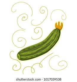 Zucchini. Object isolated on white background