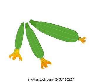 zucchini on a white background.