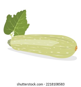 Zucchini organic natural healthy vegetable. Natural product. Diet menu. Vector illustration flat design. Isolated on white background.
