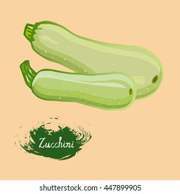 zucchini, painted in the vector