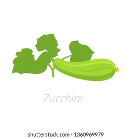 Zucchini plant. Zucchini or courgette plant. Vector illustration. Cucurbita pepo. On white background.