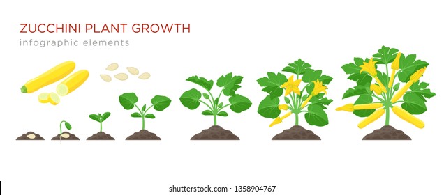 Zucchini plant growth from seed, sprout, flowering and mature plant with ripe fruits. Growing stages of squash vector illustration in flat design. Infographic elements isolated on white background.