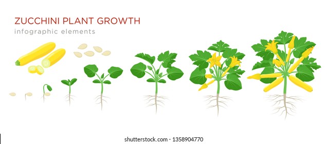 Soybean Plant Growth Stages Infographic Elements: стоковая векторная ...