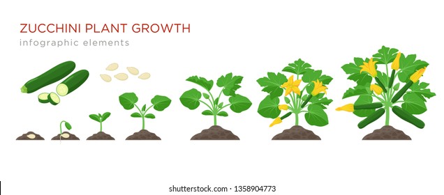 Zucchini plant growth from seed, sprout, flowering and mature plant with ripe fruits. Growing stages of squash vector illustration in flat design. Infographic elements isolated on white background.