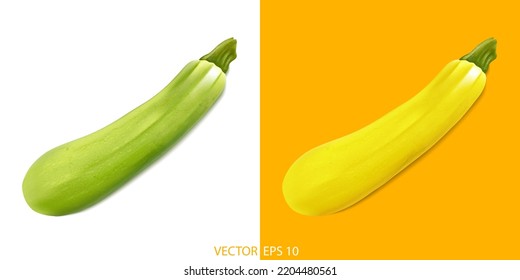 Zucchini realistic vector illustration. Marrow highly detailed vector isolated on white. Healthy superfood theme.