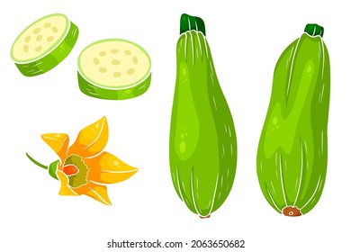 Zucchini-Set. Frisch geschnittener Zucchini und Blume. In einem Cartoon-Stil. Vektorgrafik für Design und Dekoration.