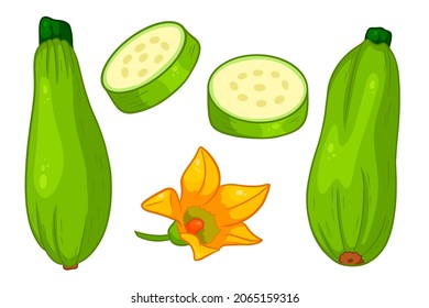 Juego de Zucchini. Zucchini y flor recién cortados. En un estilo de caricatura. Ilustración vectorial para diseño y decoración.