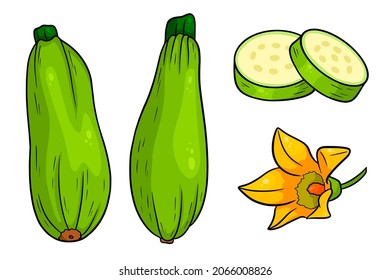 Zucchini set. Fresh sliced zucchini and flower. In a cartoon style. Vector illustration for design and decoration.