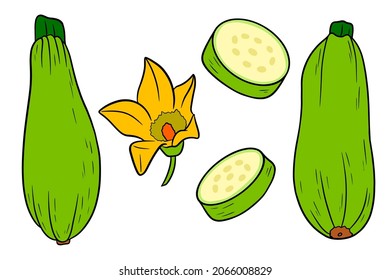 Zucchini set. Fresh sliced zucchini and flower. In a cartoon style. Vector illustration for design and decoration.