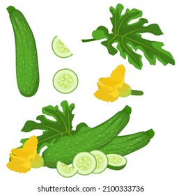 Zucchini, Set of zucchini leaf, flower, cut and slice fruit isolated on white background, Zucchini vector illustration.