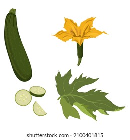 Zucchini, Set of zucchini leaf, flower, cut and slice fruit isolated on white background, Zucchini vector illustration.