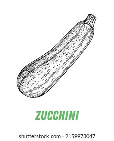 Zucchini sketch. Hand drawn vector illustration. Engraved image. Zucchini vegetable hand drawn sketch.