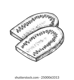 Zucchini sketch or vector baby marrow sliced. Hand drawn illustration of courgette for organic and natural food. Cooking plant for healthy vegan and vegetarian recipe book. Cut squash.Farming, harvest