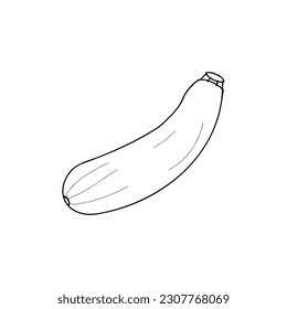 zucchini, sketch vector drawing, isolated on a white background. collection of vegetables