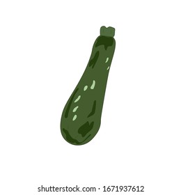 Zucchini  squash hand drawn vector illustration . Isolated vegetable colorful object. Detailed vegetarian food drawing. Farm market product. Great for menu, label, icon