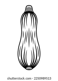 Zucchini or squash plant vector black monochrome graphic object or design element in engraving style isolated on white background