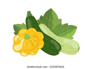 Zucchini, squash and vegetable marrow, vector illustration isolated on white background