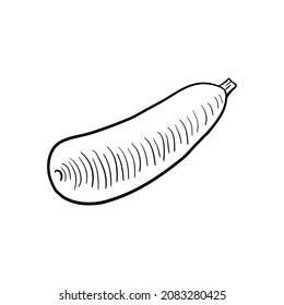 zucchini, dibujo vectorial boceto de verduras aisladas en fondo blanco, ilustración dibujada a mano