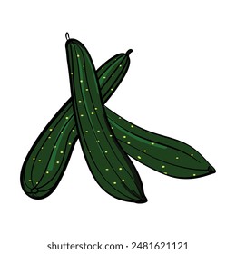 Zucchini vector green healthy vegetable on white background