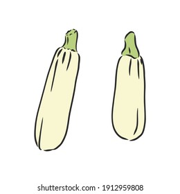 Zucchini. Verduras extraídas a mano por vectores aisladas de fondo blanco. zucchini, ilustración de esbozo vectorial