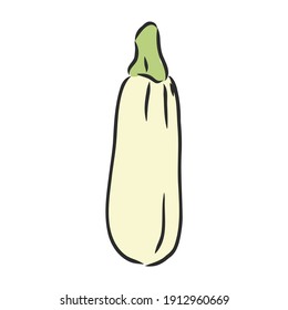 Zucchini. Vector hand drawn vegetables isolated on white background. zucchini, vector sketch illustration