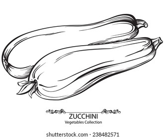 Zucchini. Vektorgrafik von Hand gezeichnetes Gemüse einzeln auf weißem Hintergrund