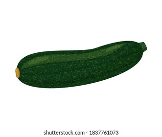 Zucchini vector Illustration. Realistic vector isolated on white background.