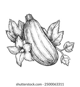 Zucchini vector sketch. Hand drawn vegetable or courgette drawing. Baby marrow veggie for salad ingredient. Natural and organic nutrient. Food for vegan and vegetarian meal. Agriculture harvest