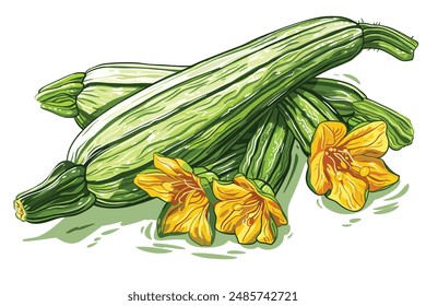Zucchini vegetable and flower. Hand drawn watercolor illustration, isolated on white background