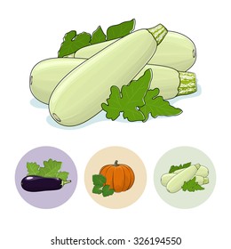 Zucchini Vegetable with Leafs Isolated on a White Background , Set of Three Round Colorful Icons  Eggplant, Pumpkin, Zucchini, Icons Edible Fruits,  Vector Illustration