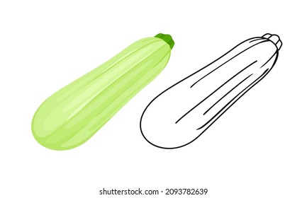 Zucchini or vegetable marrow color cartoon illustration and outline. Vector food icon.