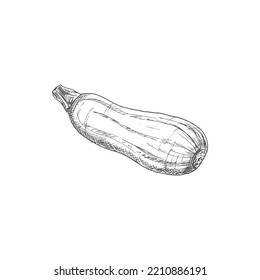 Zucchini vegetable sketch isolated squash marrow. Vector vegetarian food, monochrome veggies