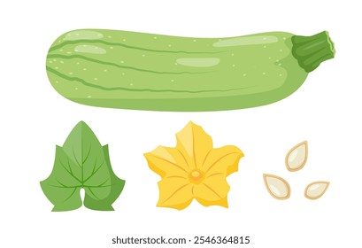 Zucchini vegetable. Whole squash fruit, leaf, flower and seeds. Farm zucchini plant icons. Organic garden vegetarian food. Vector illustration isolated on white background.