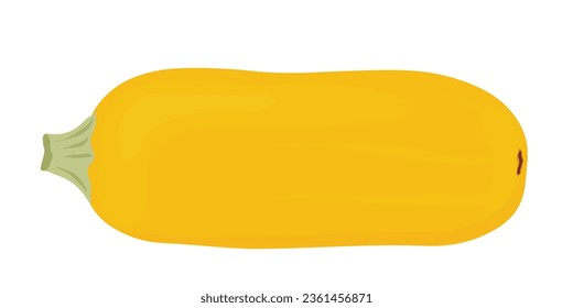 zucchini is yellow. Vector stock illustration. Isolated on a white background. A ripe vegetable.
