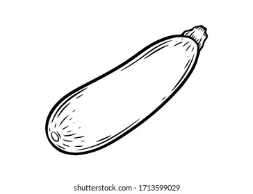 Zuccini squash hand drawn vector illustration. Squash vegetable ingredient. Zuccini healthy food isolated on white background.