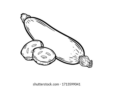 Zuccini squash hand drawn vector illustration. Squash vegetable ingredient. Zuccini healthy food isolated on white background.