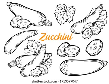 Zuccini squash hand drawn vector set illustration. Squash vegetable ingredient. Zuccini healthy food isolated on white background.