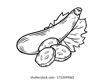 Zuccini squash hand drawn vector illustration. Squash vegetable ingredient. Zuccini healthy food isolated on white background.