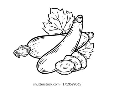 Zuccini knackt handgezeichnete Vektorillustration Illustration. Krächzen pflanzliche Zutat. Zuccini gesundes Essen einzeln auf weißem Hintergrund.