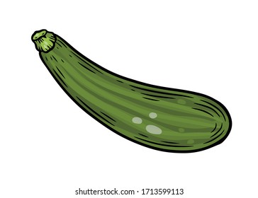 Zuccini squash hand drawn vector illustration. Squash vegetable ingredient. Zuccini healthy food isolated on white background.