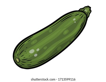 Zuccini squash hand drawn vector illustration. Squash vegetable ingredient. Zuccini healthy food isolated on white background.