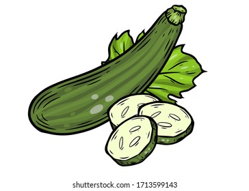 Zuccini squash hand drawn vector illustration. Squash vegetable ingredient. Zuccini healthy food isolated on white background.