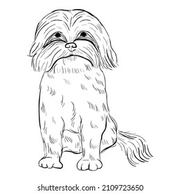 Zuchon dog isolated on white background. Hand drawn dog breed vector sketch.